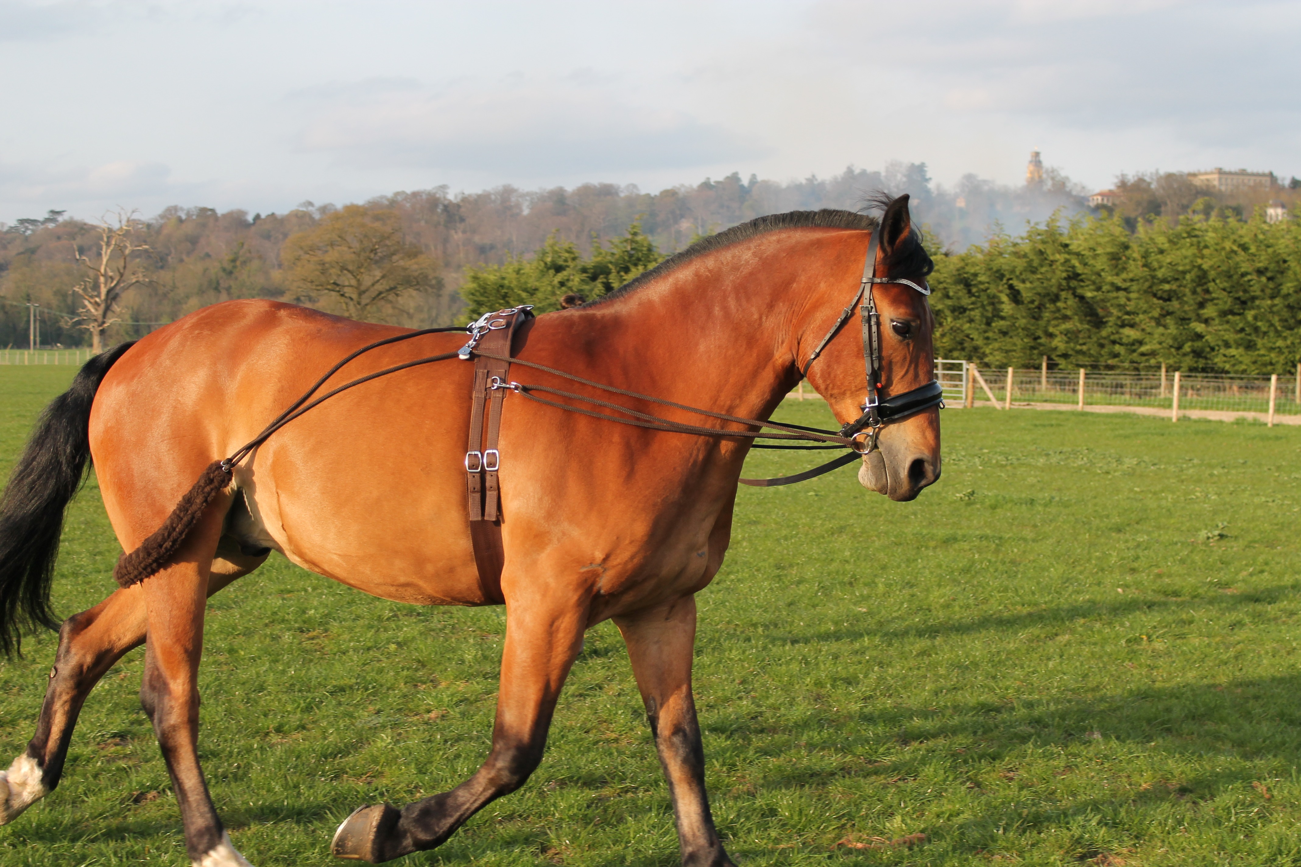 Horse Training aid pessoa based Black,Brown,White one size fits all on