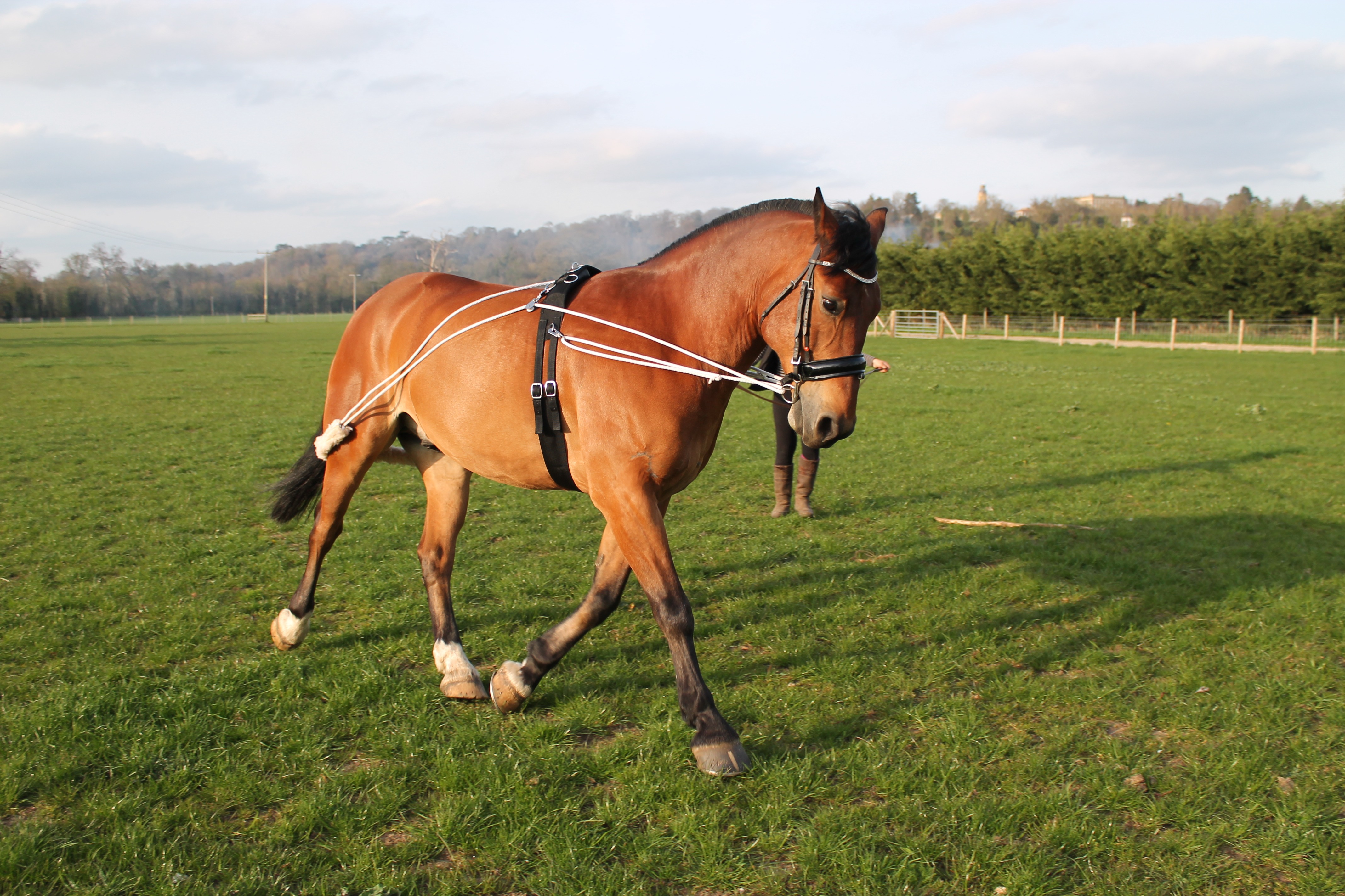 Horse Training aid pessoa based Black,Brown,White one size fits all on