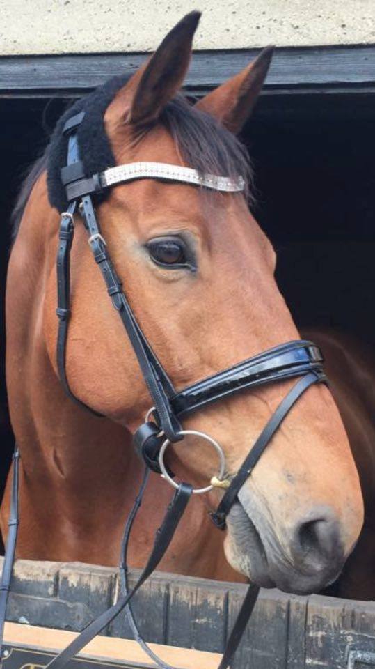 New Sparkly v shape Browband ideal for dressage showing Bridle Clear crystal 
