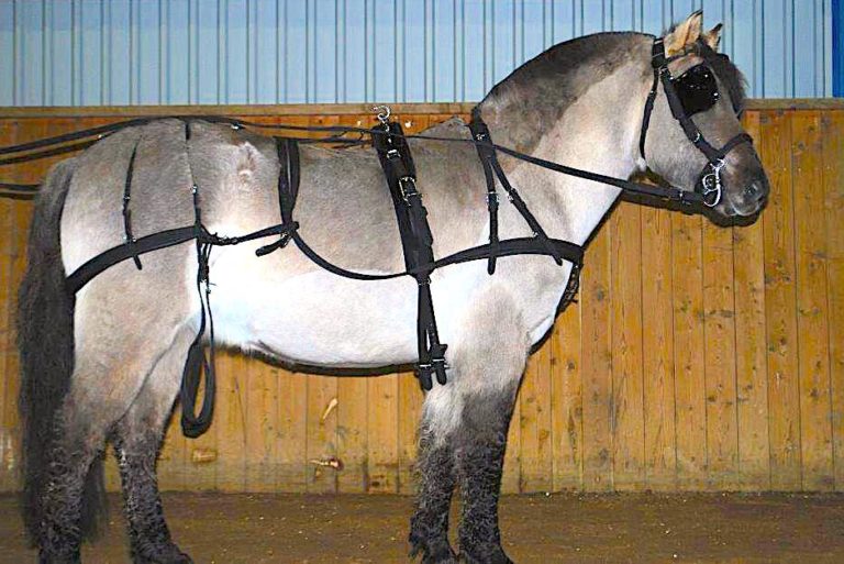 Cwell Equine Strong NYLON HORSE DRIVING CART HARNESS WITH SADDLE BRIDLE